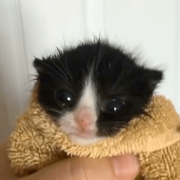 towel kitty